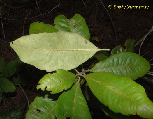 {Morella caroliniensis}